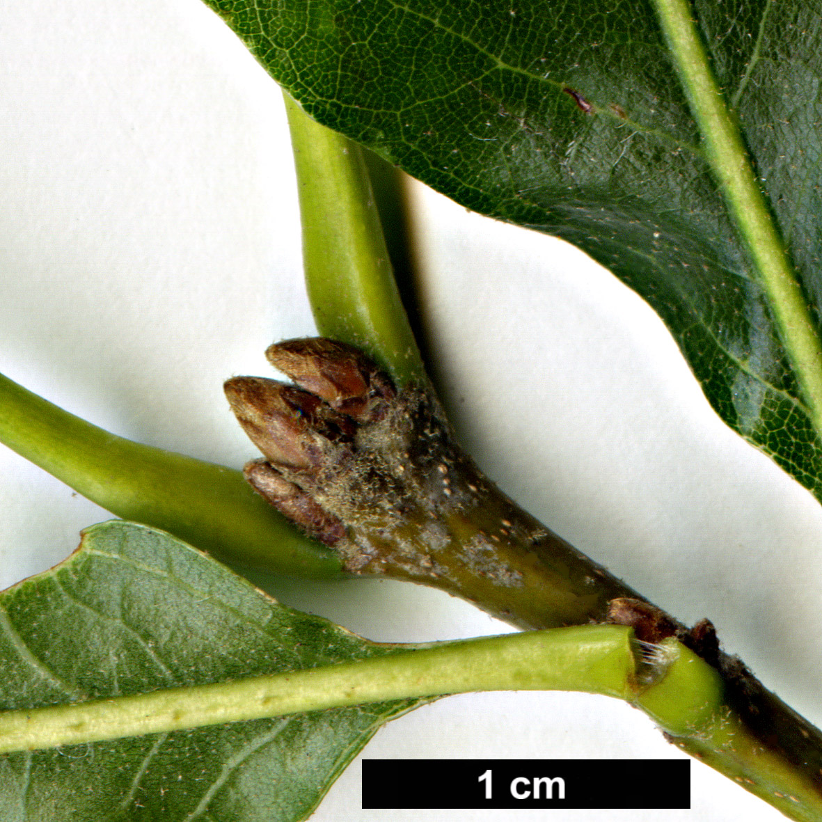 High resolution image: Family: Fagaceae - Genus: Quercus - Taxon: ×leana (Q.imbricaria × Q.velutina)